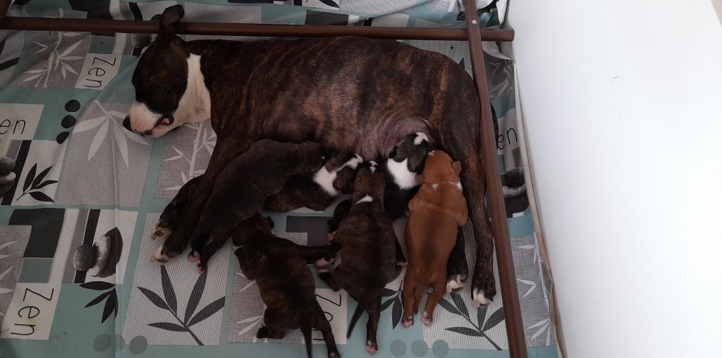 De La Légende Des Rois - American Staffordshire Terrier - Portée née le 04/08/2022